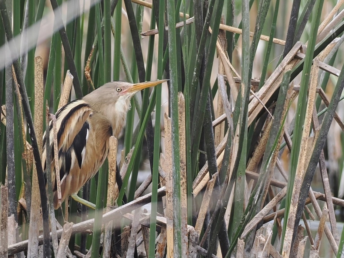 Stripe-backed Bittern - ML645612388