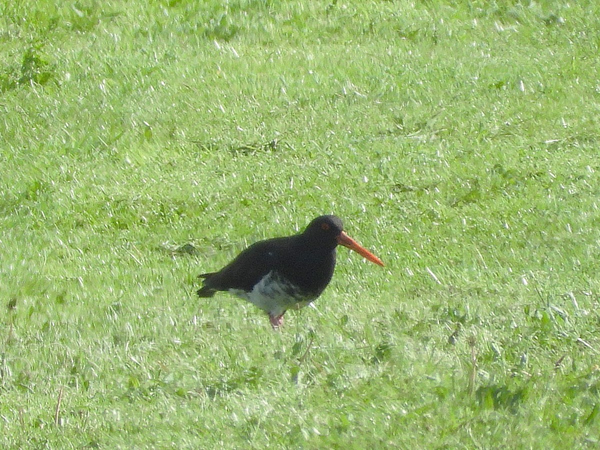 Variable Oystercatcher - ML645612389