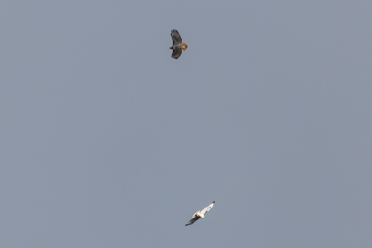 Red-tailed Hawk - ML645612390