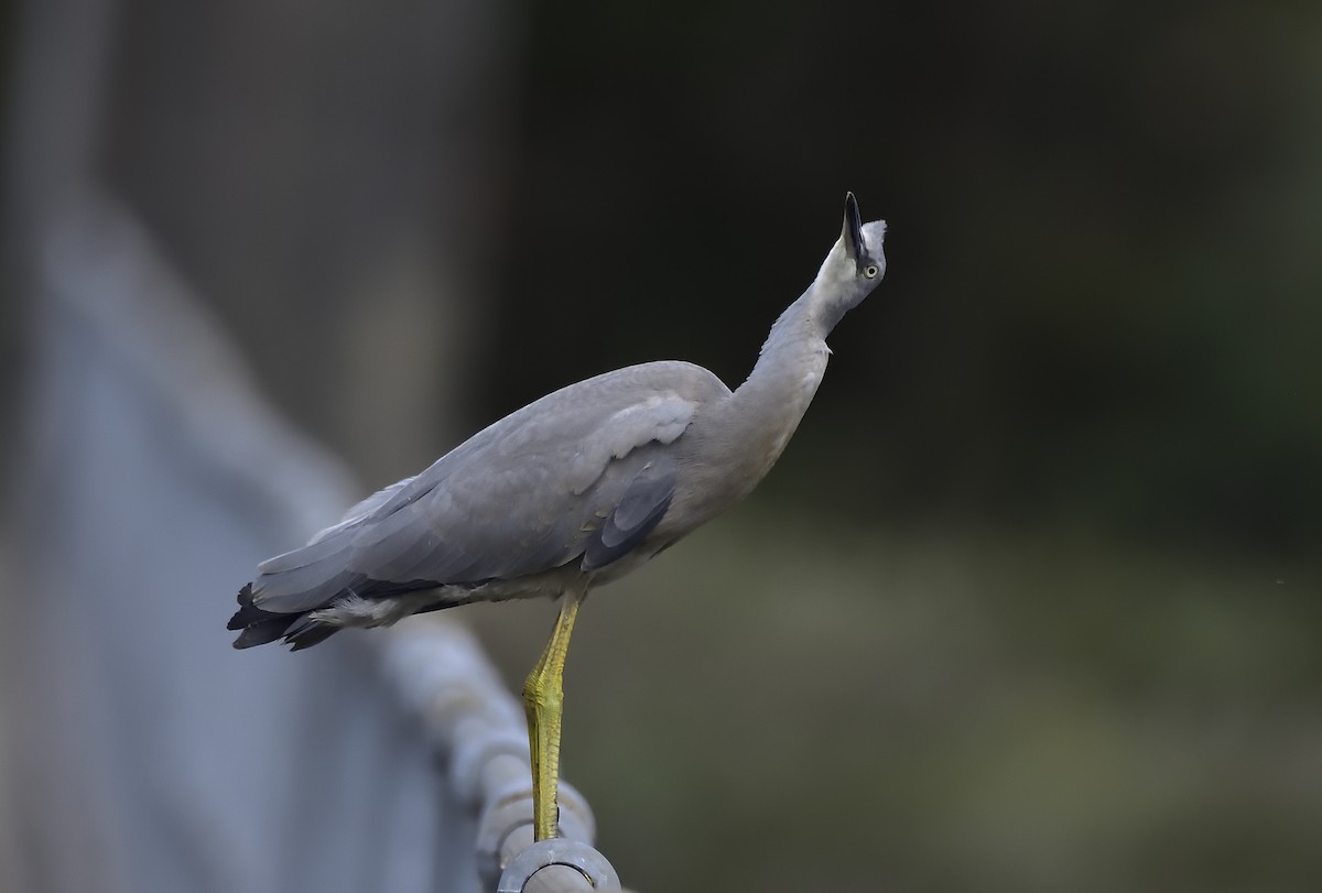 White-faced Heron - ML645612391