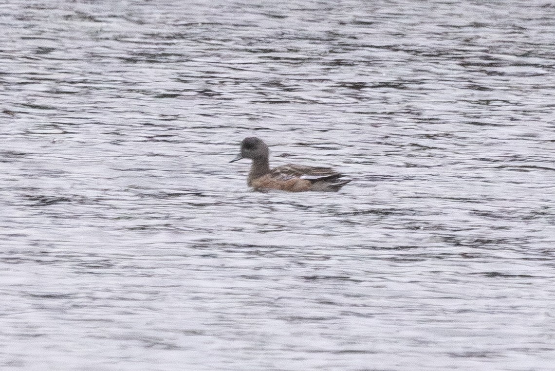 American Wigeon - ML645612392