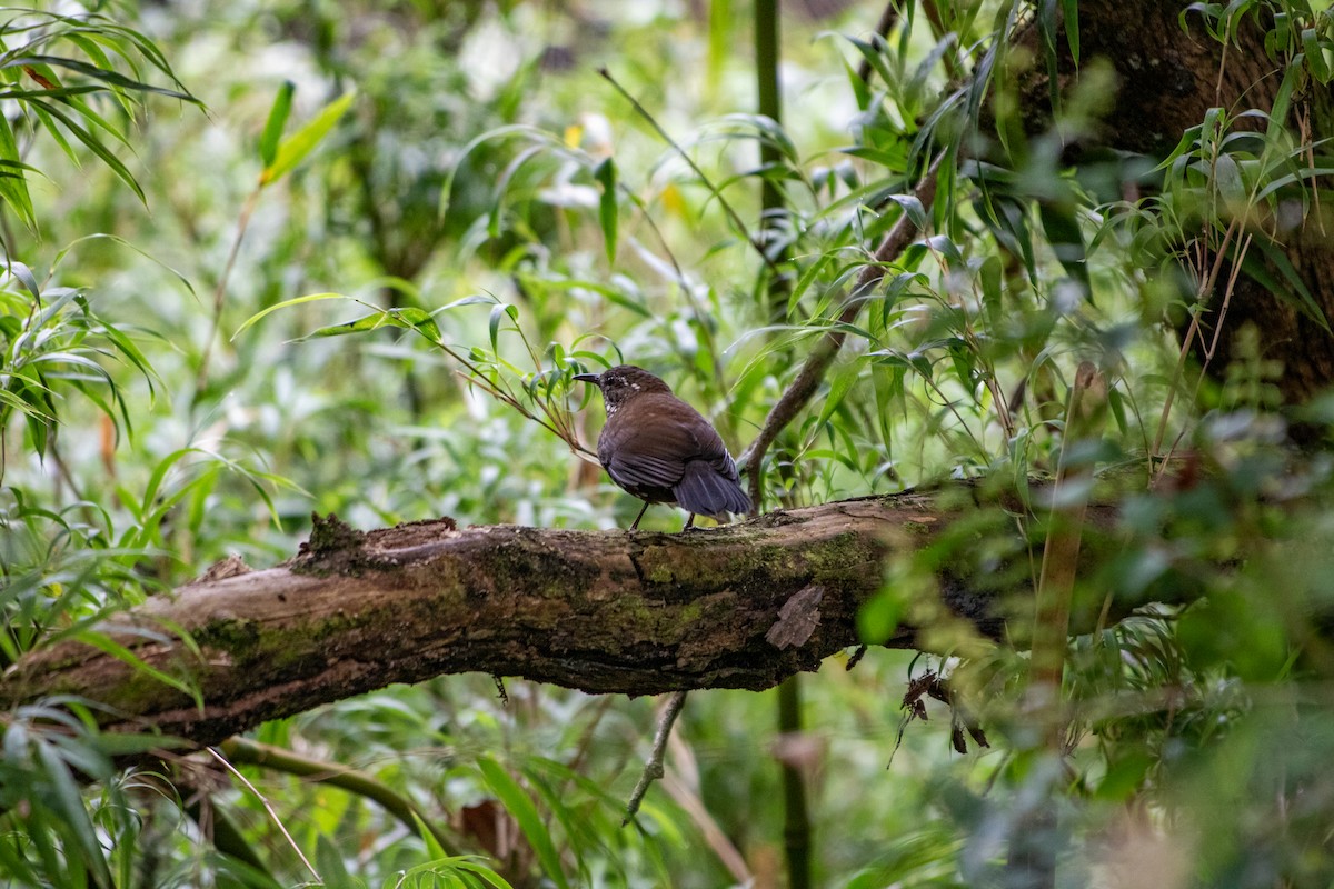 Sharp-tailed Streamcreeper - ML645612394