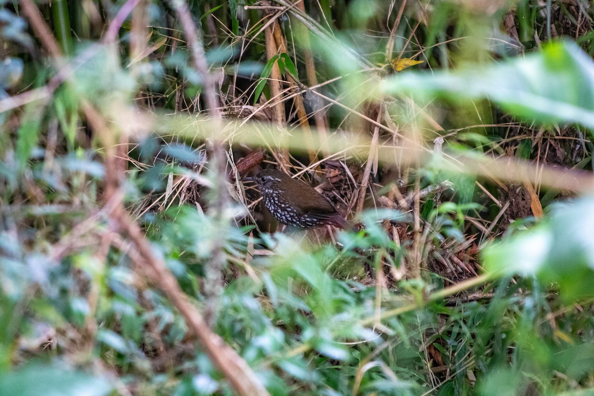 Sharp-tailed Streamcreeper - ML645612395
