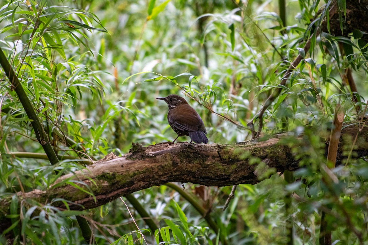 Sharp-tailed Streamcreeper - ML645612396