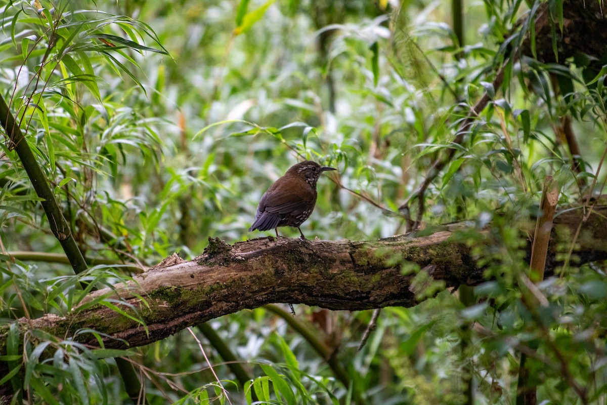 Sharp-tailed Streamcreeper - ML645612397