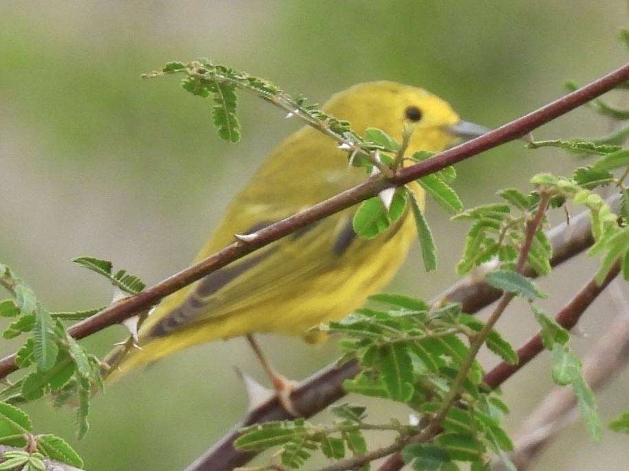 Northern Yellow Warbler - ML645612399