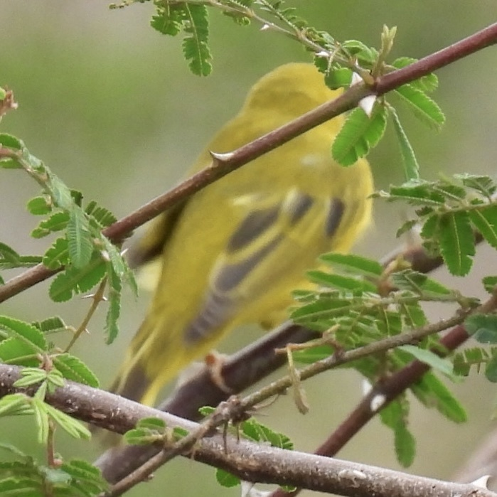 Northern Yellow Warbler - ML645612400