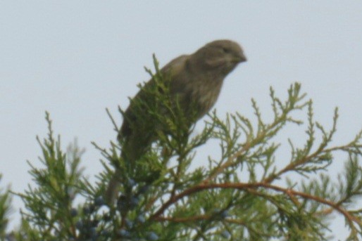 House Finch - ML645612401