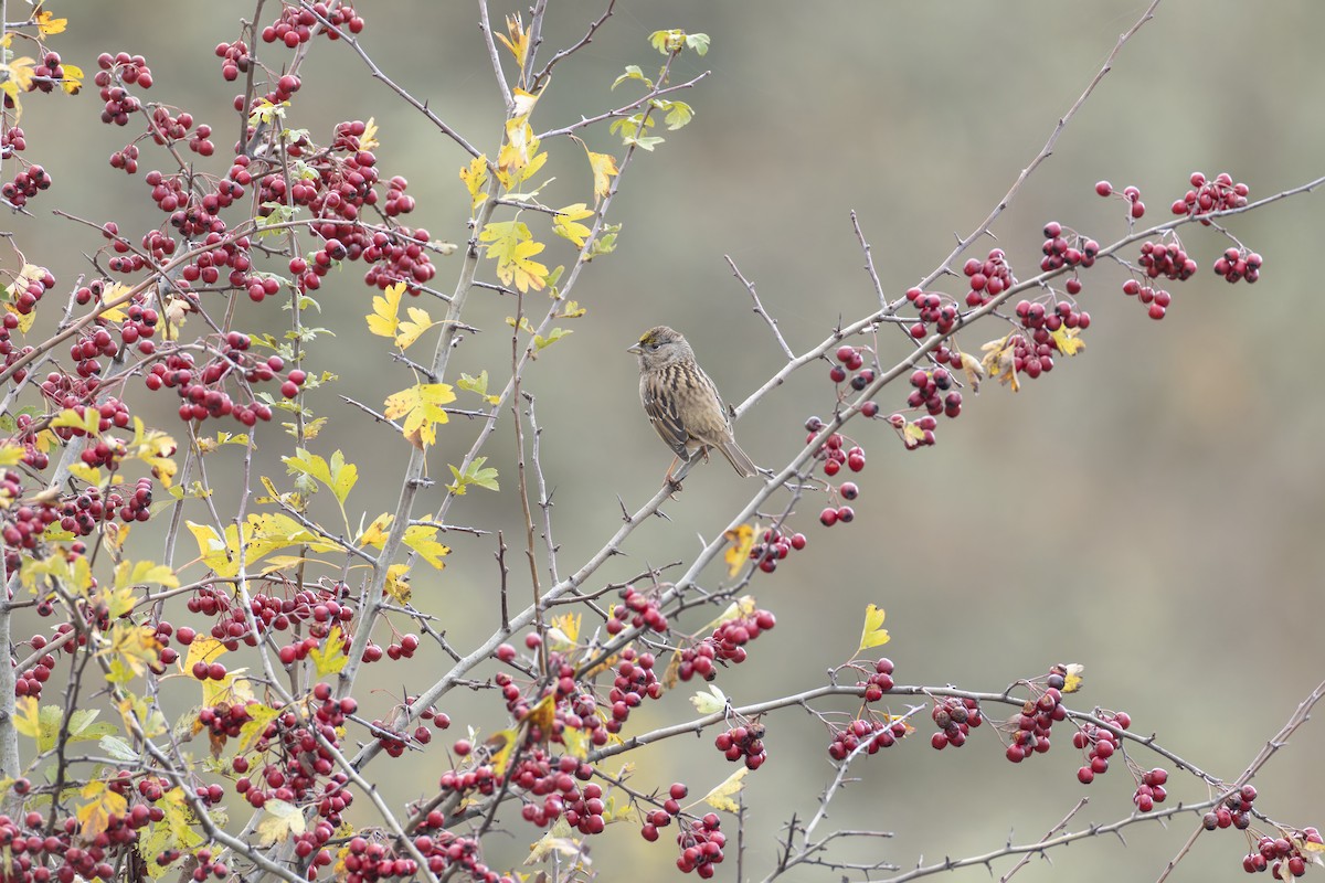 Golden-crowned Sparrow - ML645612402