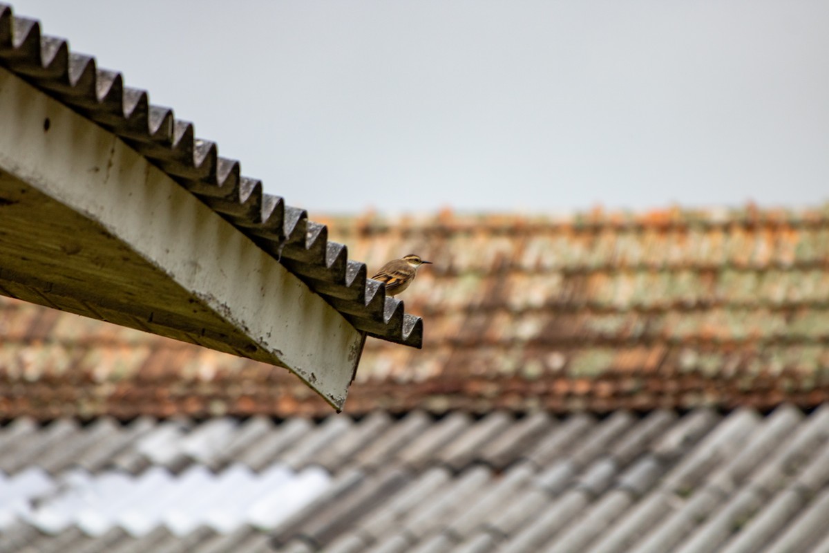 Long-tailed Cinclodes (Long-tailed) - ML645612407