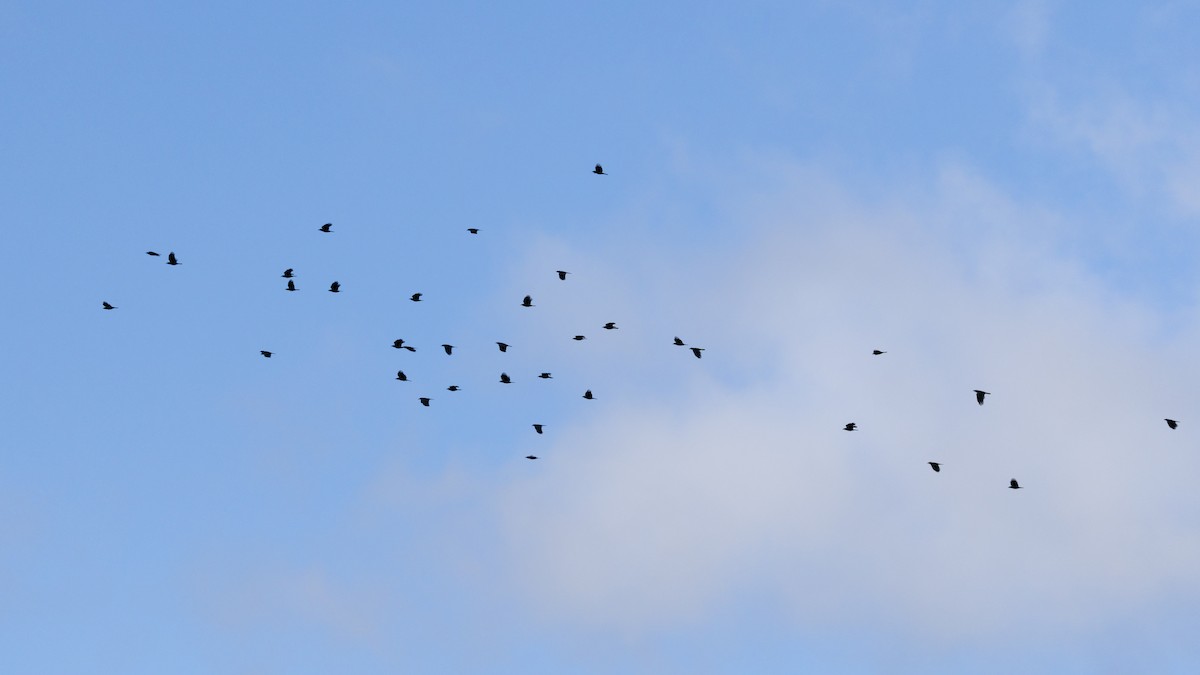 American Crow - ML645612409