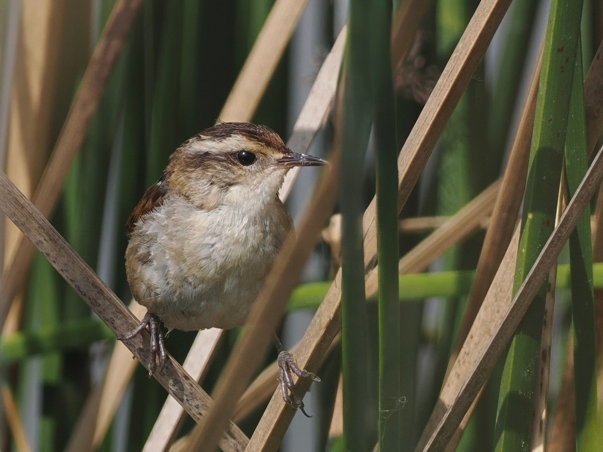 Wren-like Rushbird - ML645612410