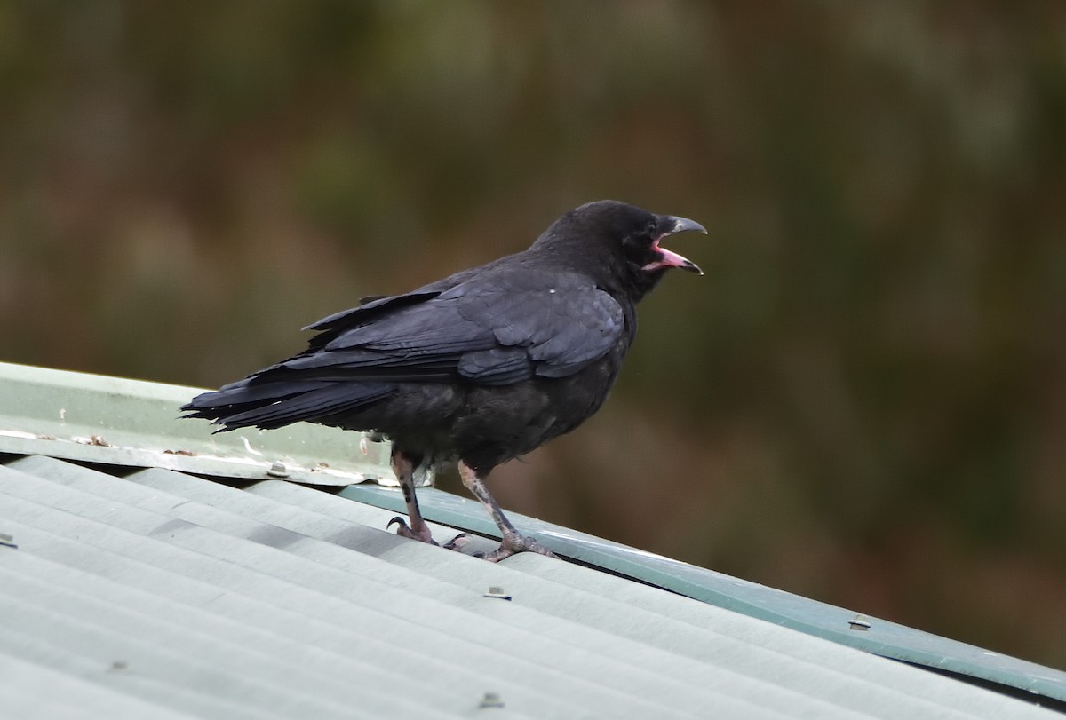 Южноавстралийский ворон - ML645612415