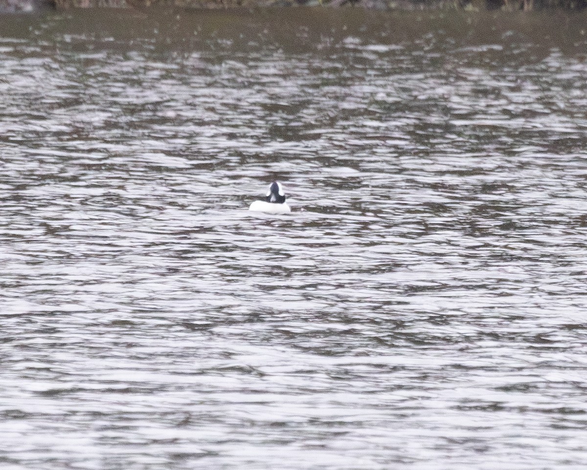 Bufflehead - ML645612416