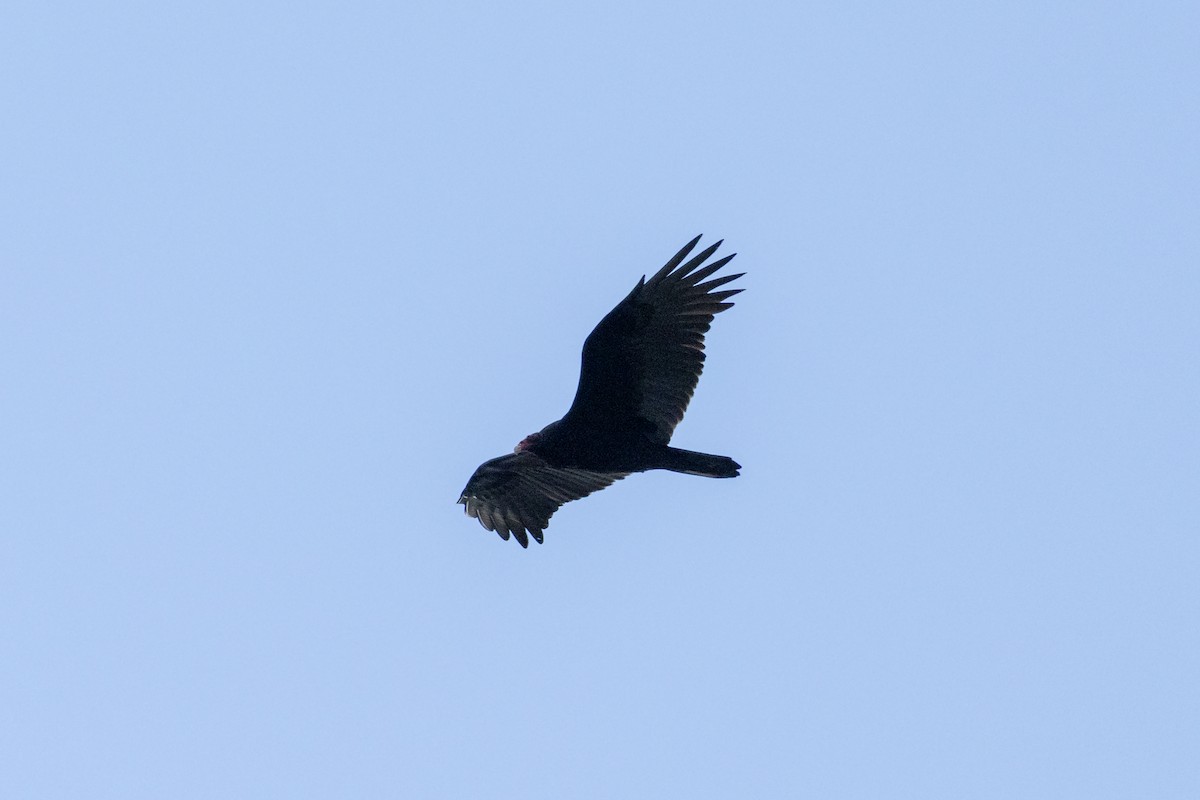 Turkey Vulture - ML645612417