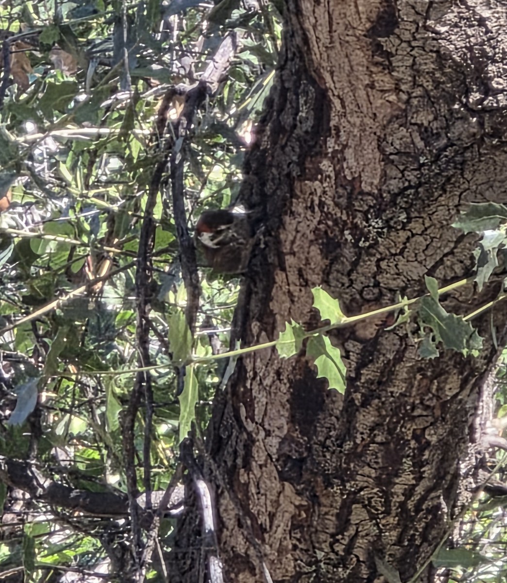 Arizona Woodpecker - ML645612422