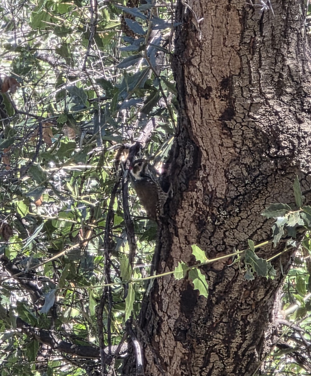 Arizona Woodpecker - ML645612426