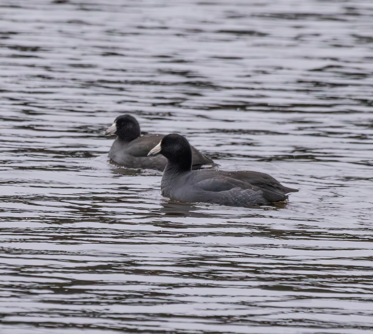 Indianerblässhuhn - ML645612428