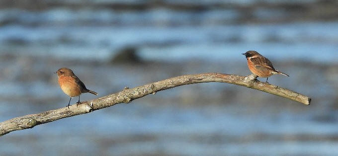 European Stonechat - ML645612456