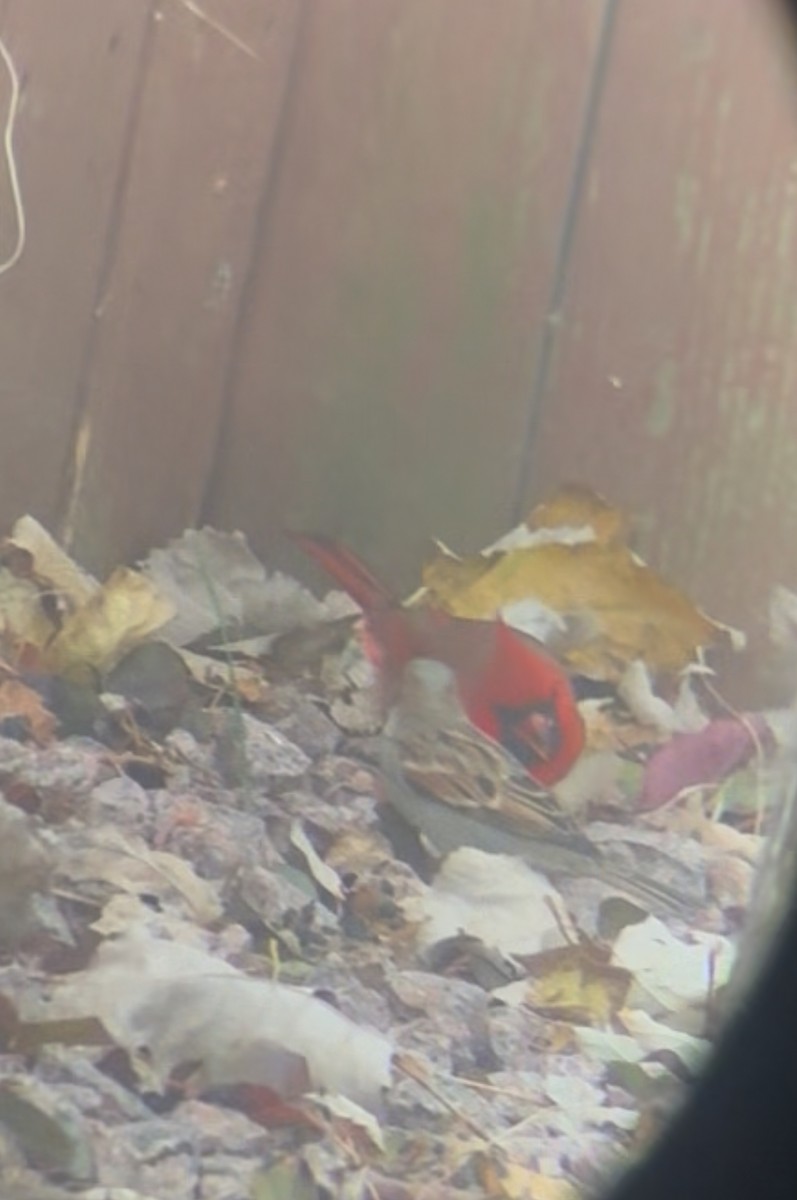 Northern Cardinal - ML645612457