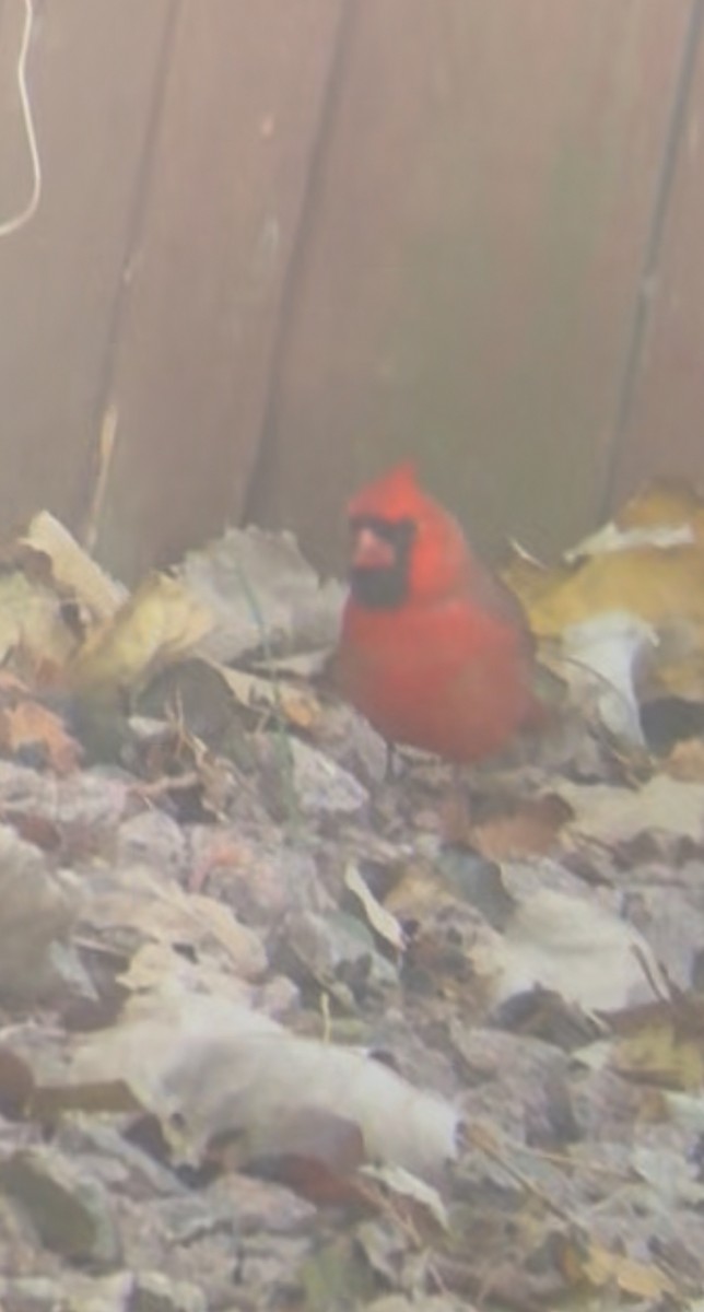 Northern Cardinal - ML645612458
