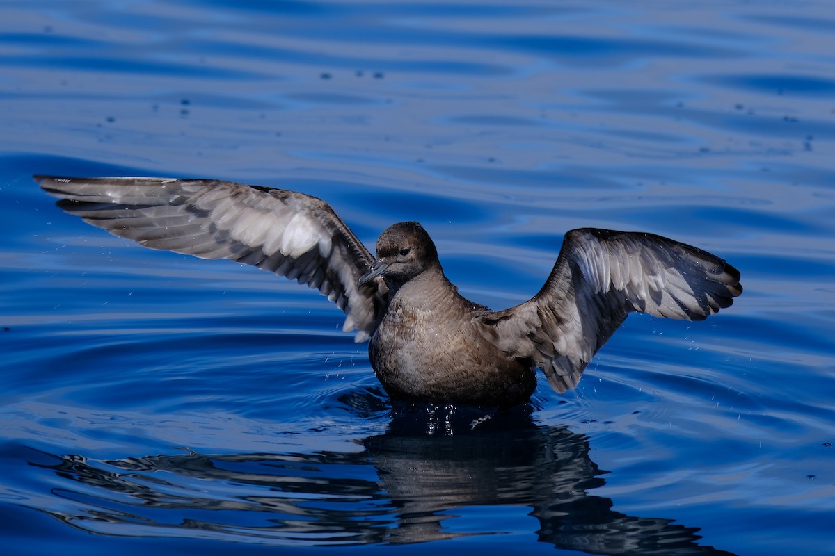 Short-tailed Shearwater - ML645612462