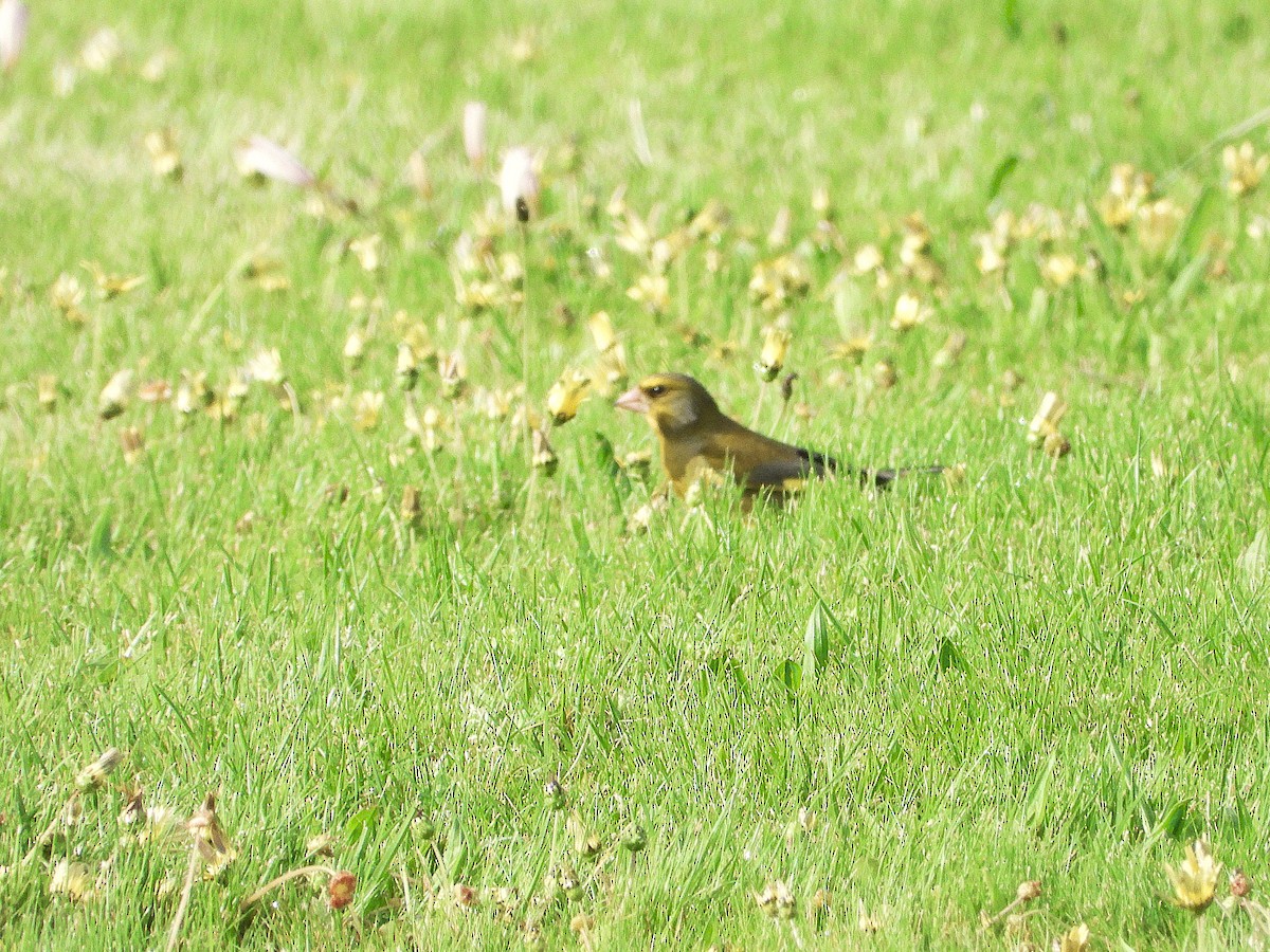 Grünfink - ML645612466