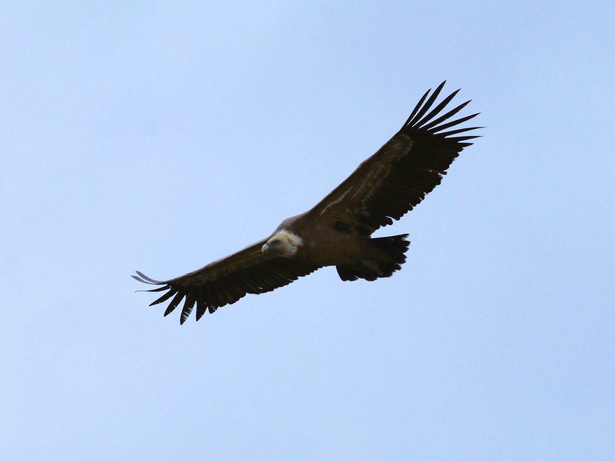 Gänsegeier - ML645612468