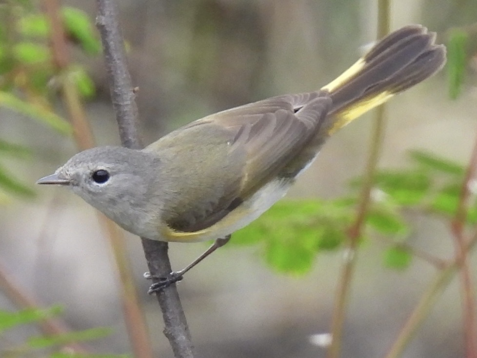 Rotschwanz-Waldsänger - ML645612470