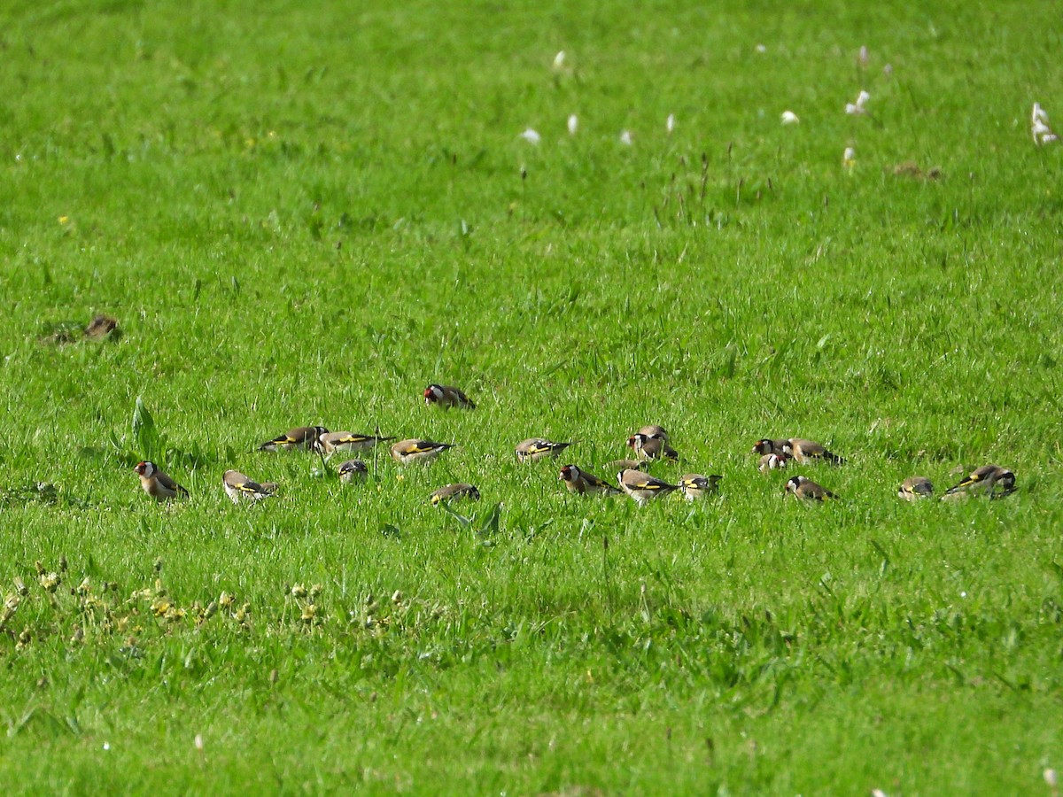 Stieglitz - ML645612472