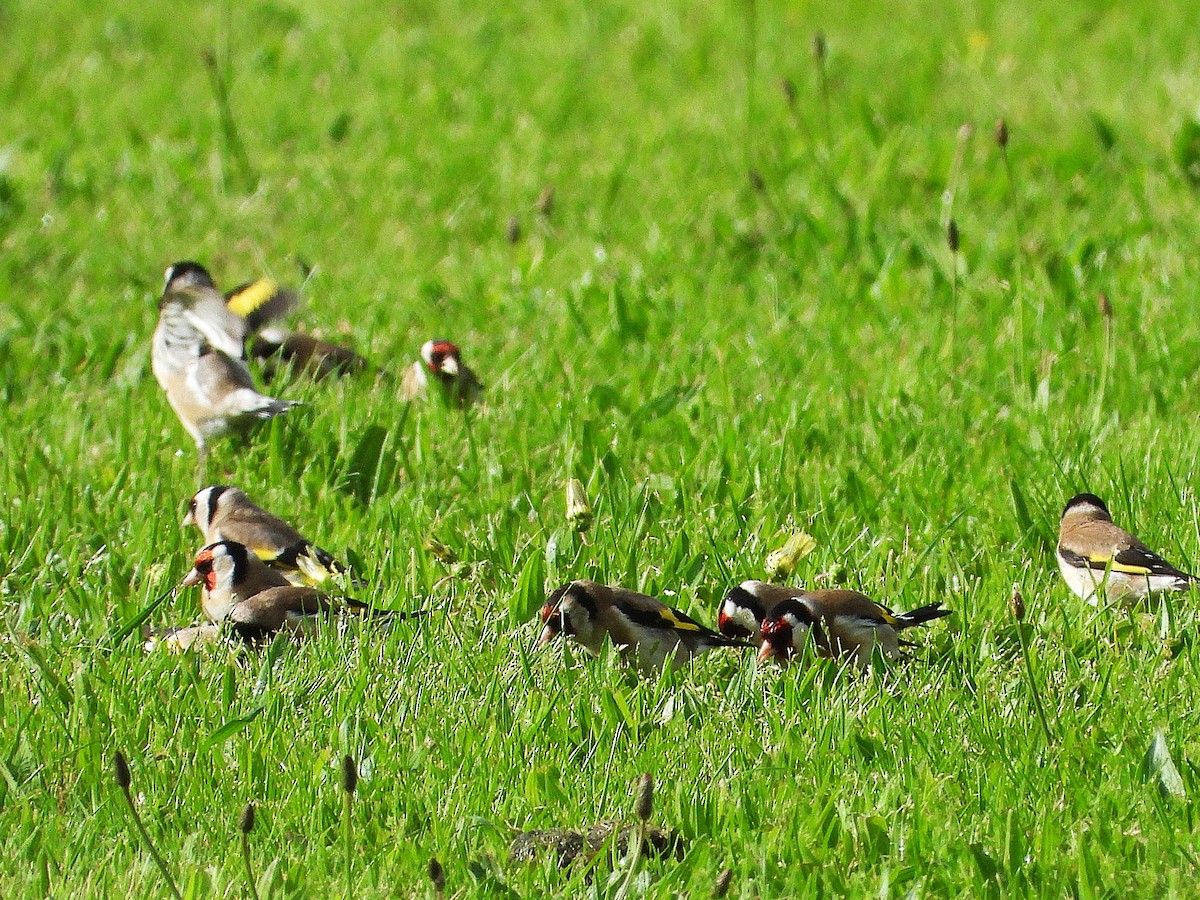 Stieglitz - ML645612473