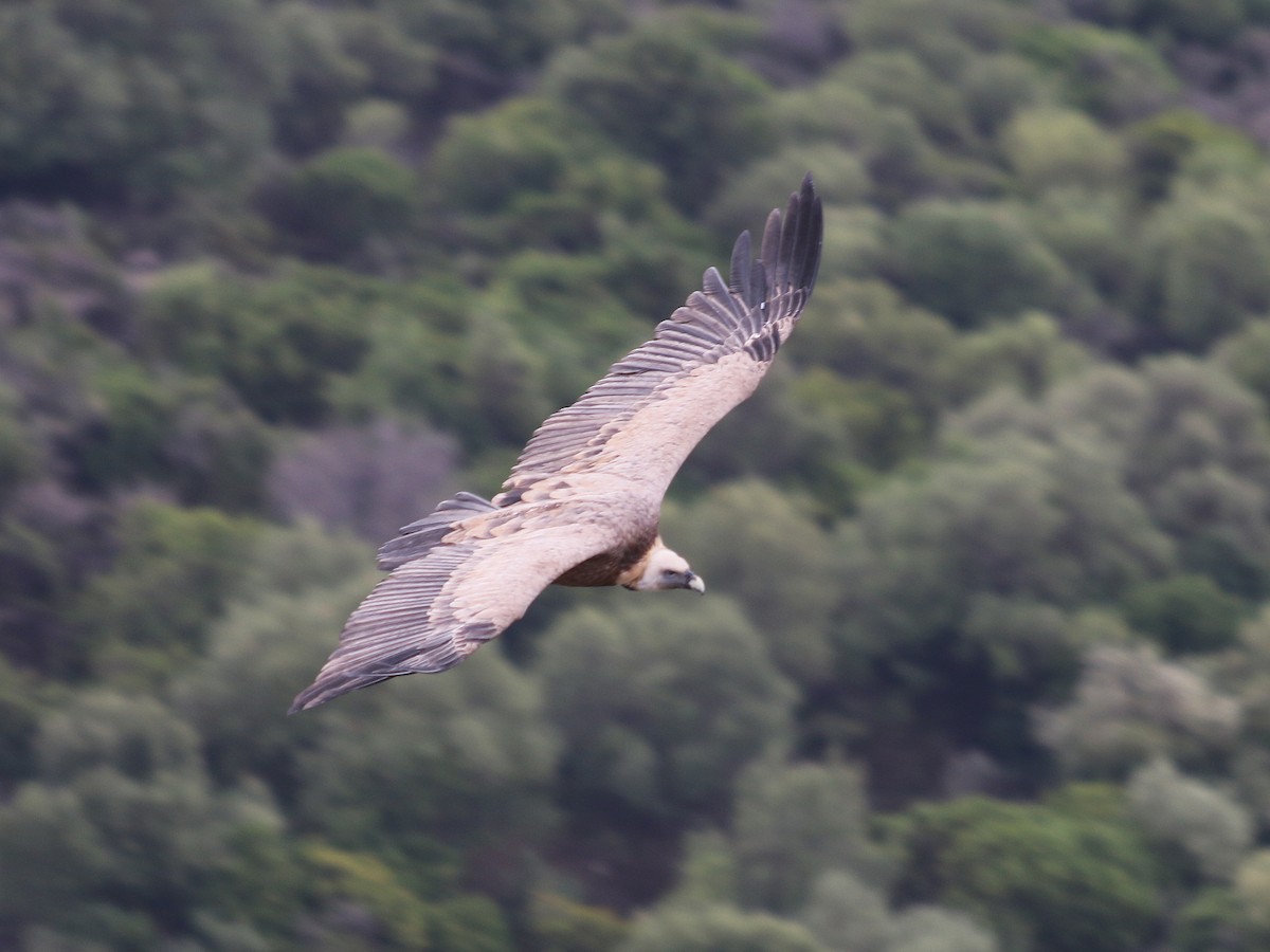 Gänsegeier - ML645612476