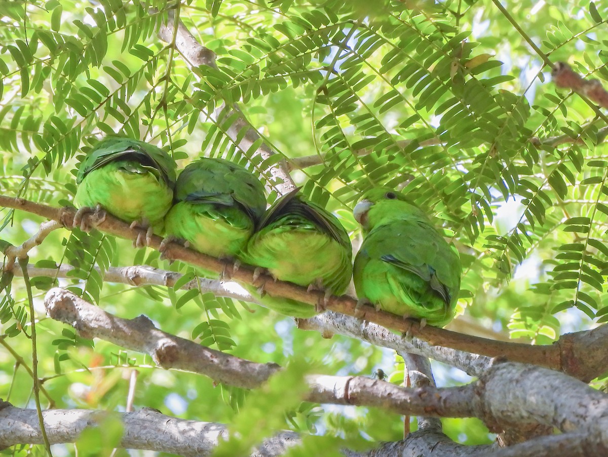 Blaubürzel-Sperlingspapagei - ML645612477