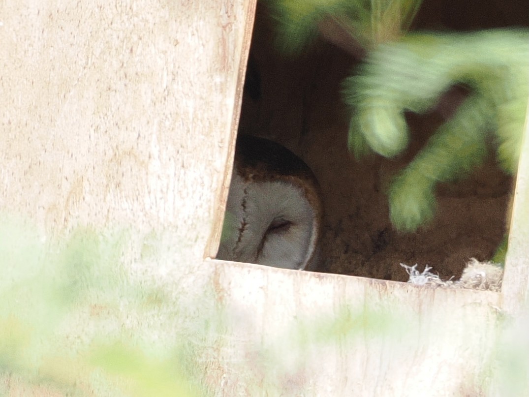 Amerikaschleiereule - ML645612478