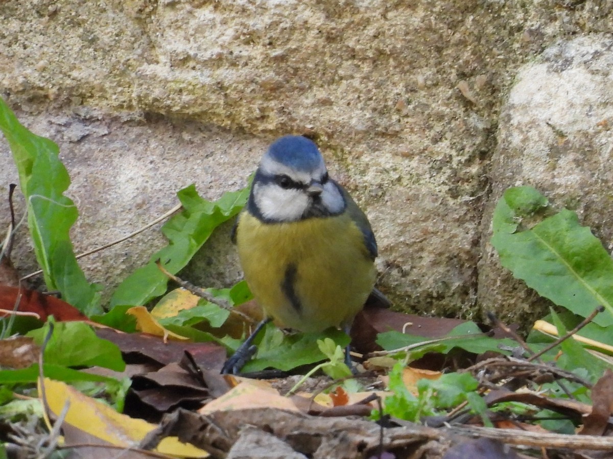 Blaumeise - ML645612479