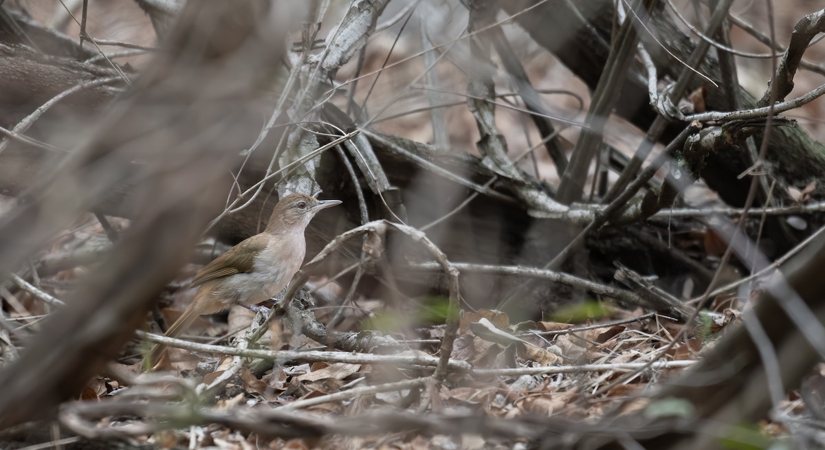 Laubbülbül - ML645612480