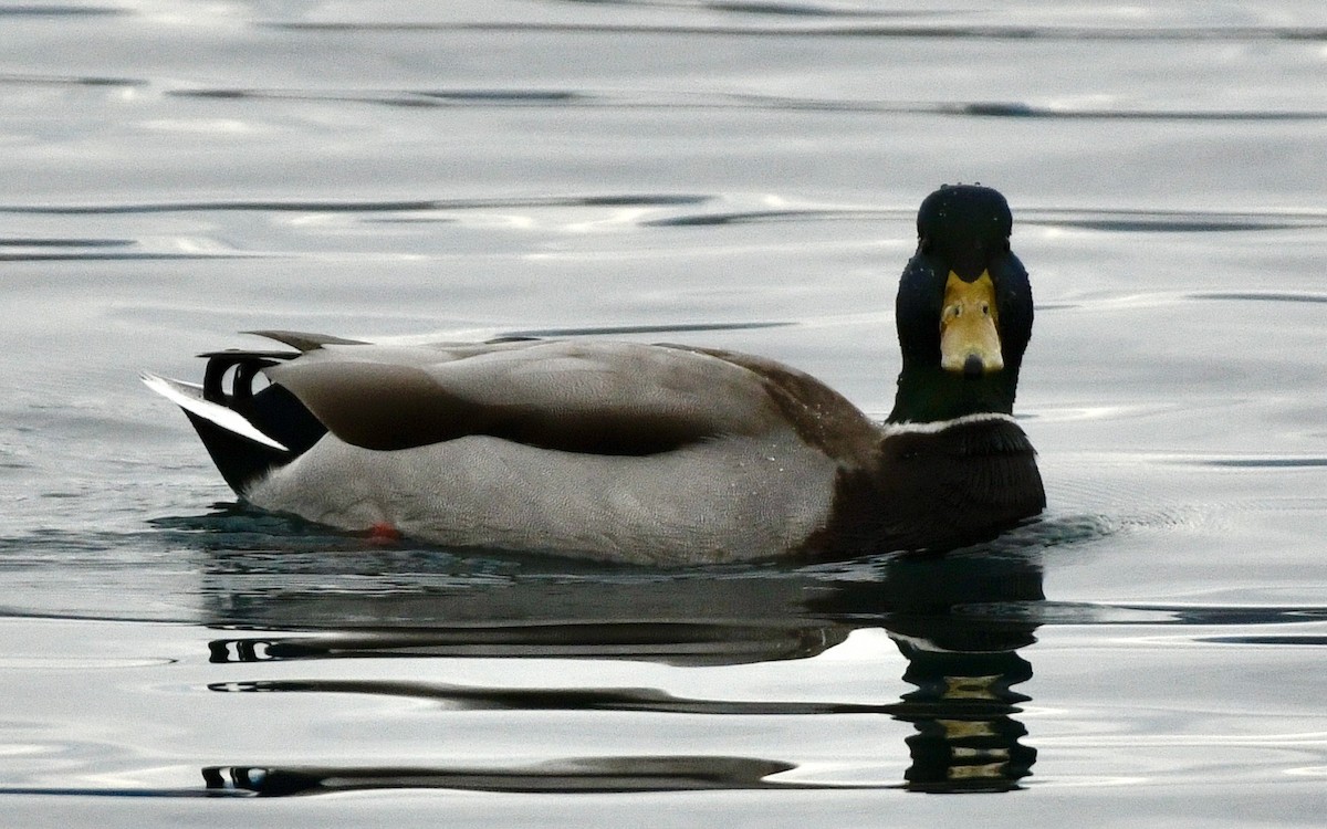 Stockente - ML645612481