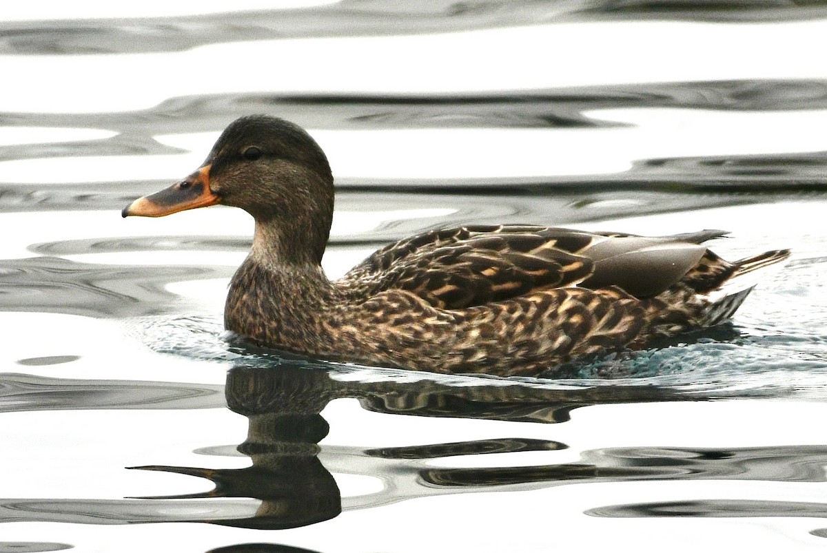 Stockente - ML645612482