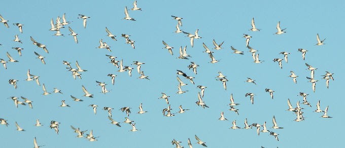 Uferschnepfe - ML645612485