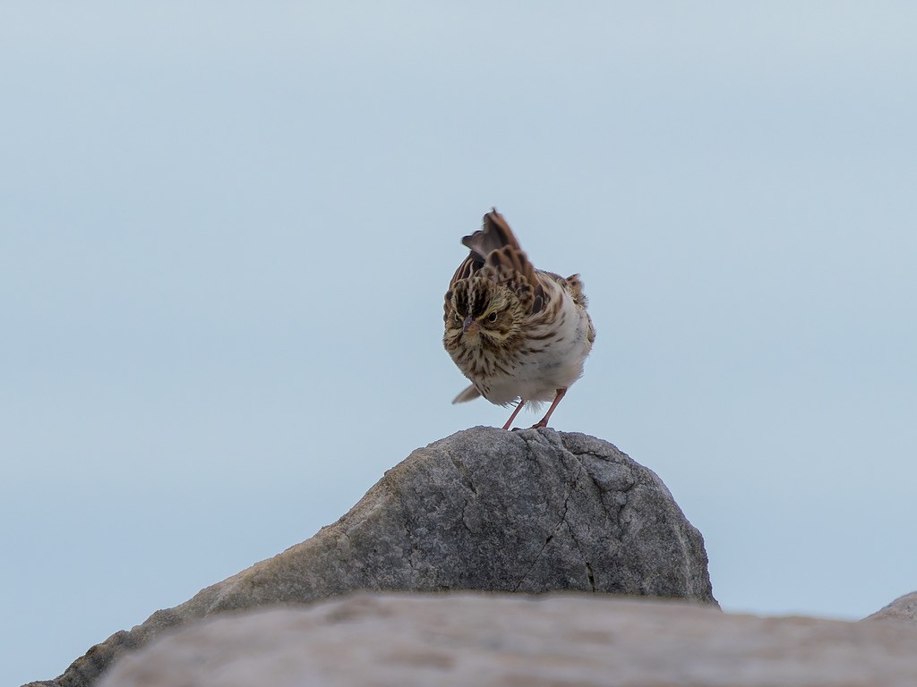 Schneeammer - ML645612486