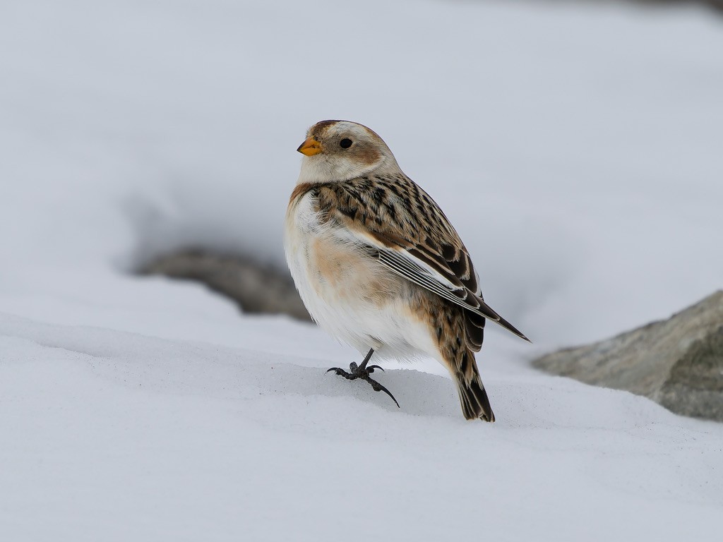 Schneeammer - ML645612487