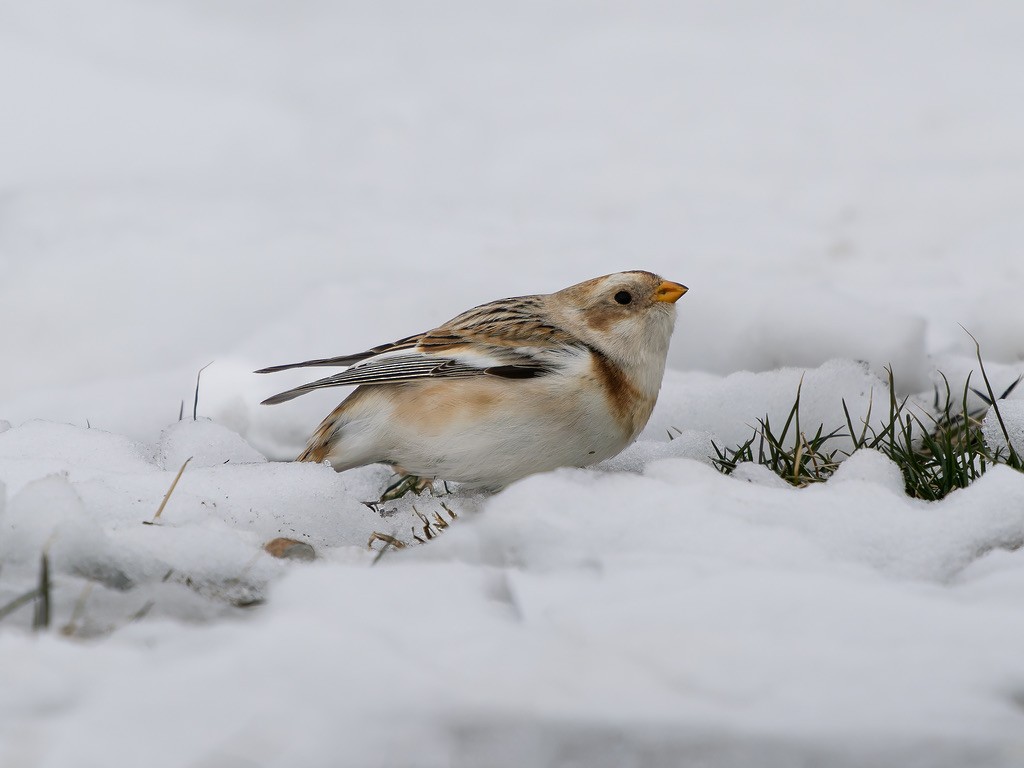 Schneeammer - ML645612488