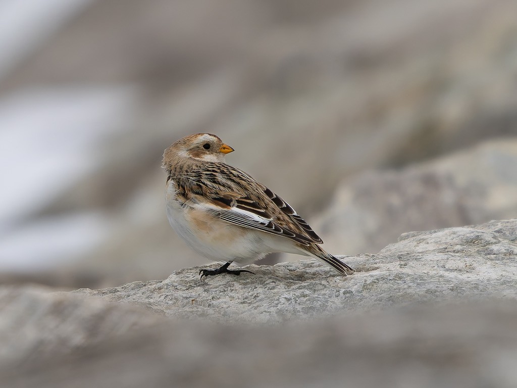 Schneeammer - ML645612489