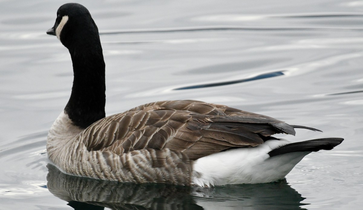 Kanadagans - ML645612490