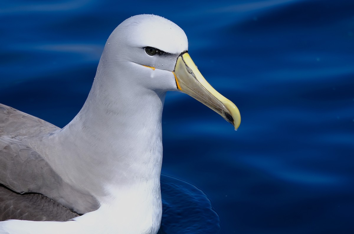 Salvinalbatros - ML645612491