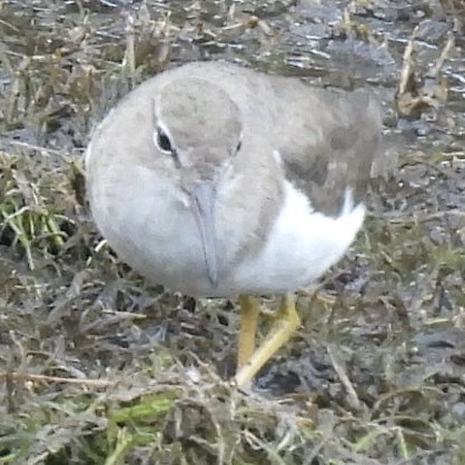 Drosseluferläufer - ML645612492