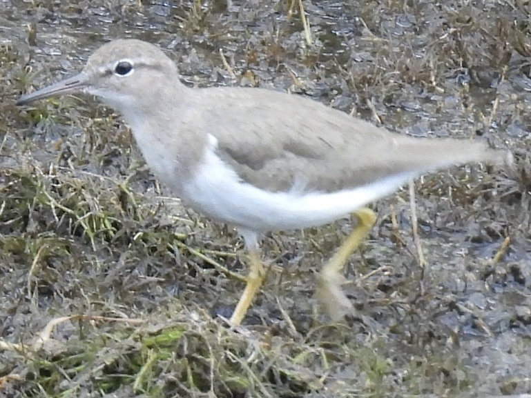 Drosseluferläufer - ML645612493