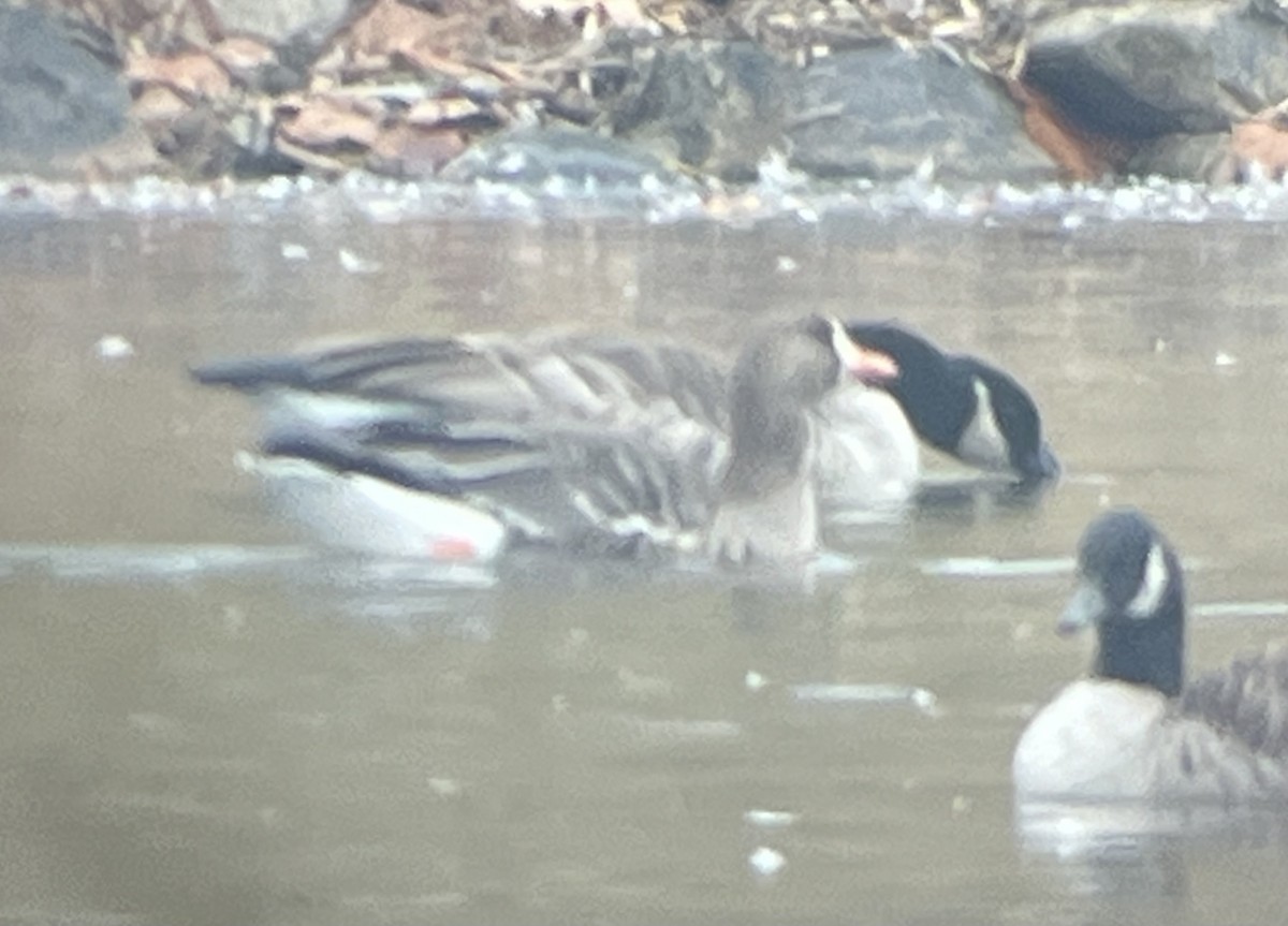 Greater White-fronted Goose - ML645612494