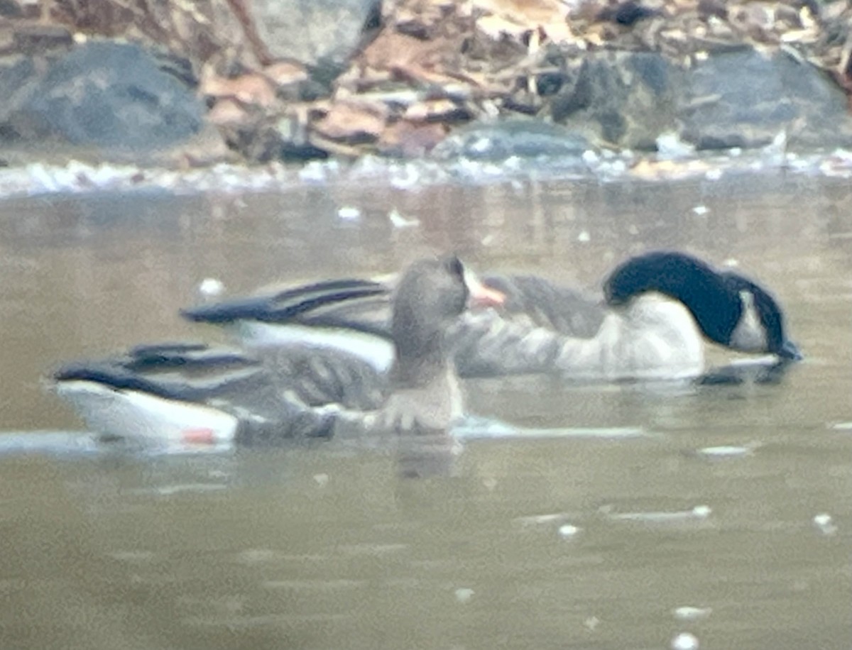 Greater White-fronted Goose - ML645612495