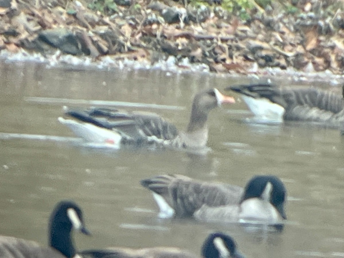 Greater White-fronted Goose - ML645612496